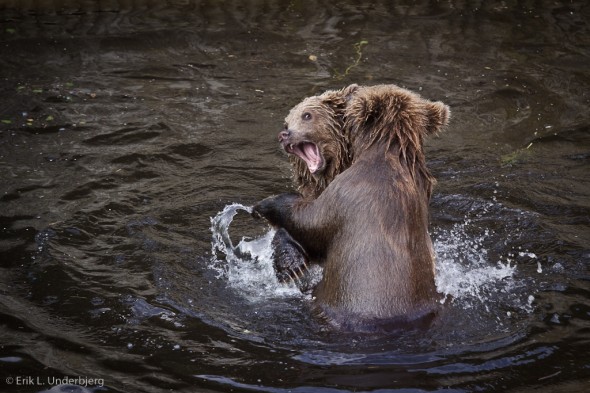 Bears playing
